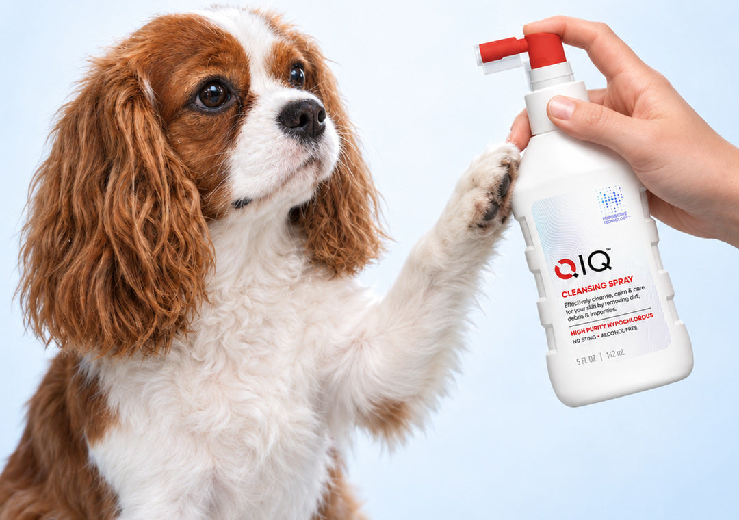 Cavalier King Charles Spaniel receiving gentle paw spray care with QIQ Cleansing Spray