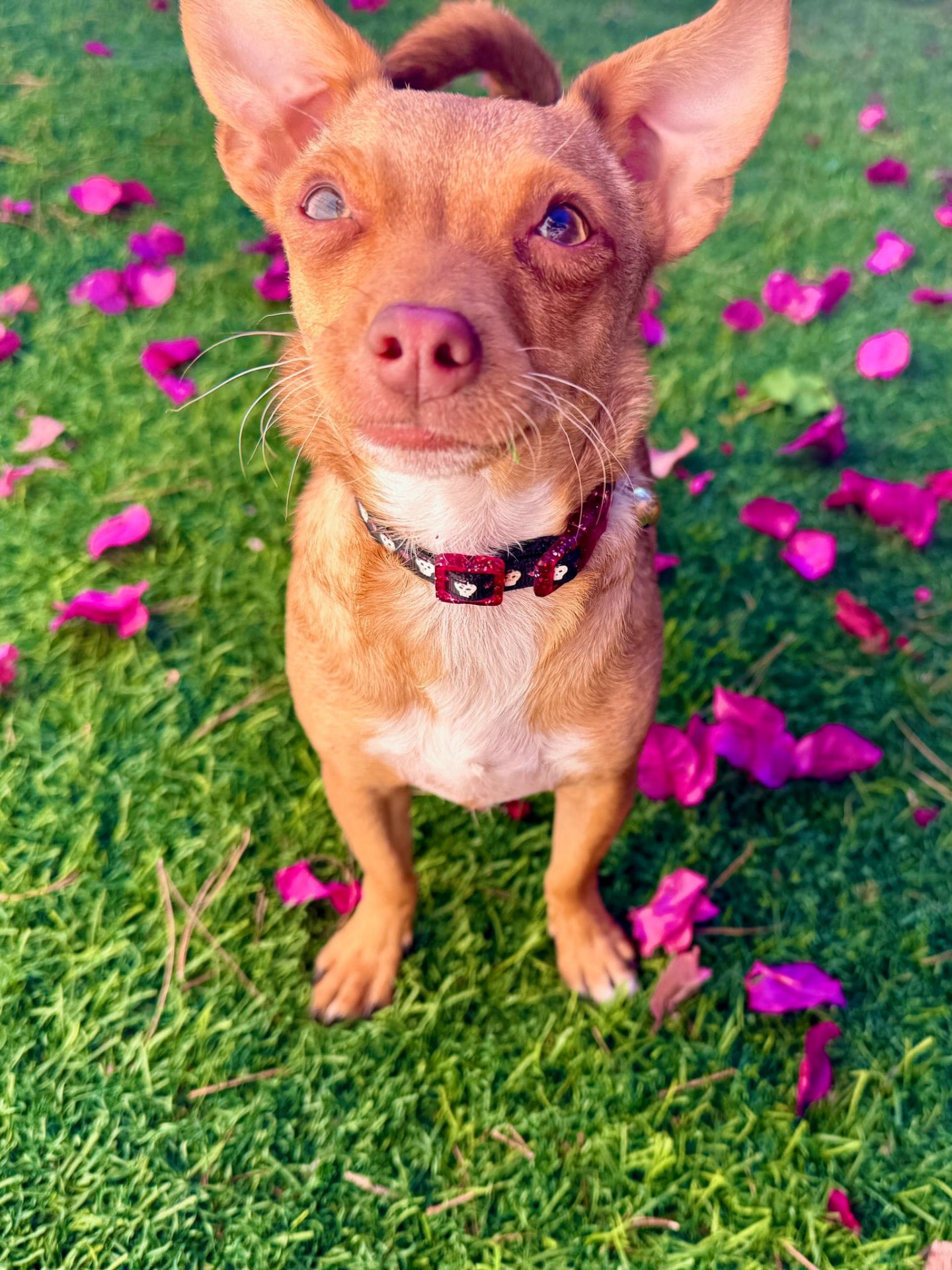 Tan dog with large upright ears sitting on grass surrounded by pink flower petals