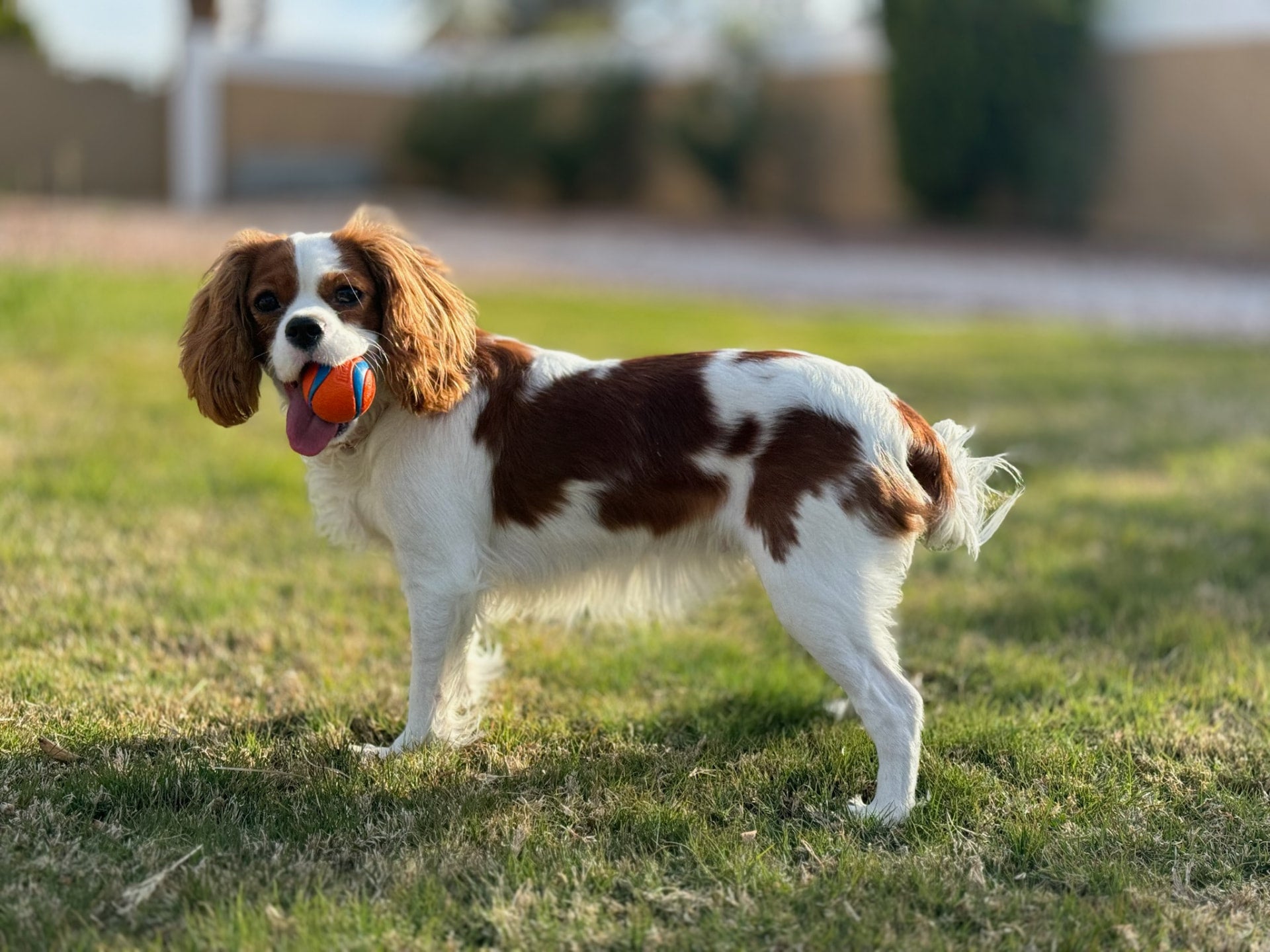 Cavalier King Charles Spaniel holding a ball on the grass